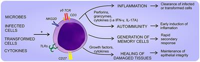 γδ T Lymphocytes: An Effector Cell in Autoimmunity and Infection